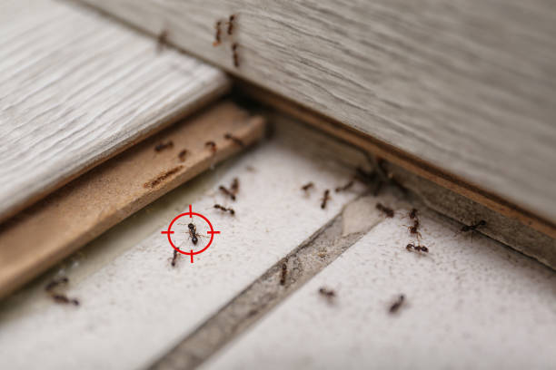 Reliable Alcoa, TN Pest Control Solutions