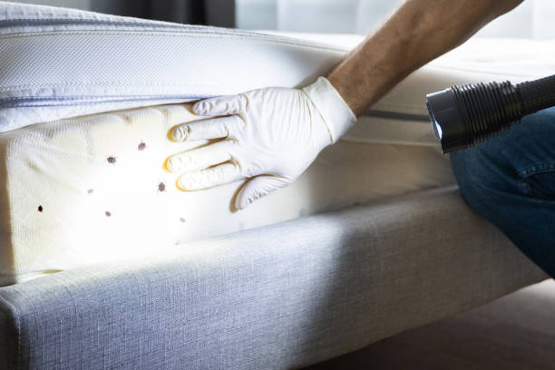 Best Cockroach Control Services  in Alcoa, TN