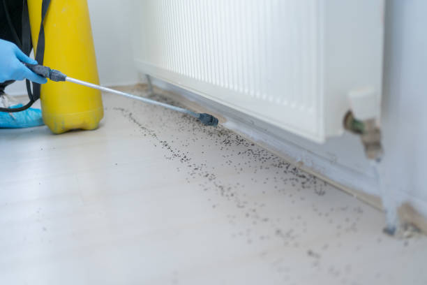 Trusted Alcoa, TN Pest Control Experts