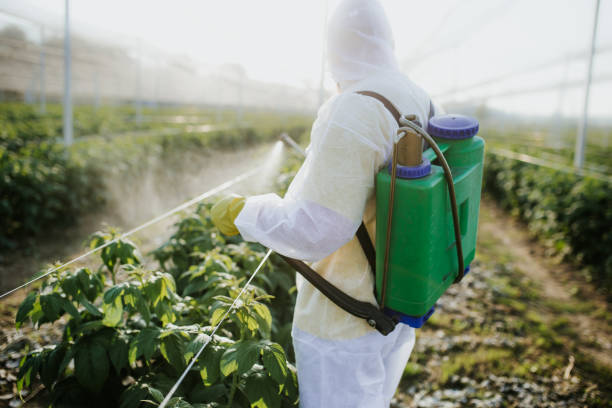 Wasp Removal Services in Alcoa, TN